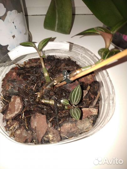 Орхидея дендробиум