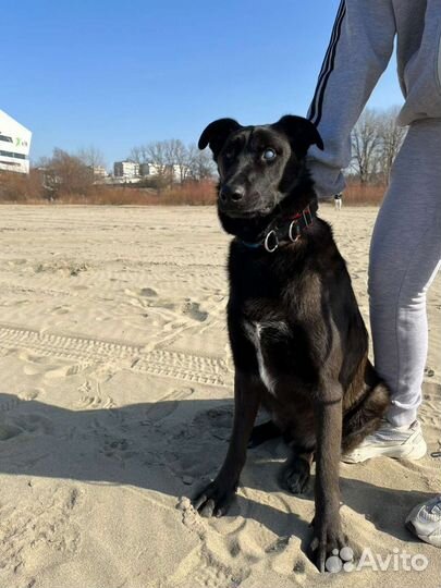 Собака для охраны