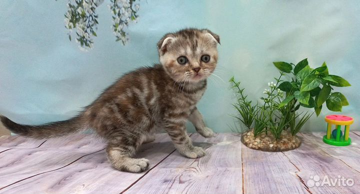 Котята шотландские. Прямоухие и вислоухие