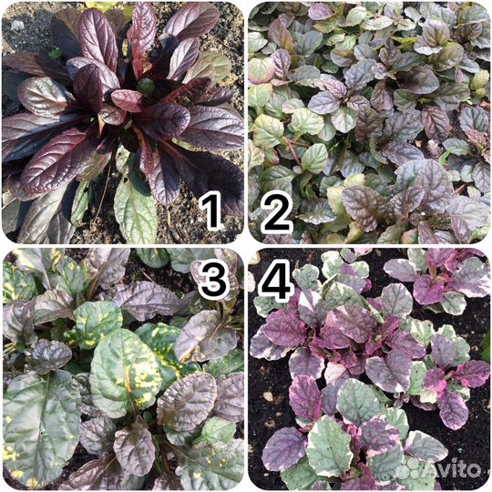 Почвопокровники много