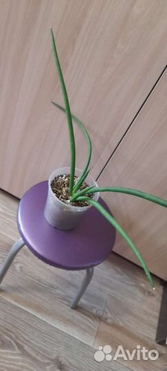 Сансы редкие