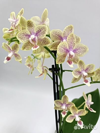 Орхидея Фаленопсис Лаки Стар