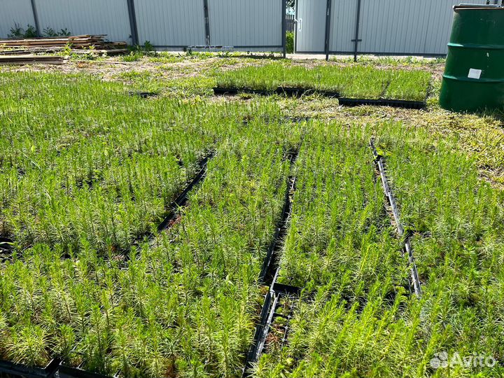 Саженцы ели европейской зкс в розницу