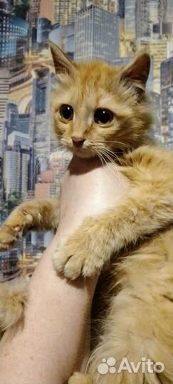 Ласковая малышка Вася/Василиса - 4мес