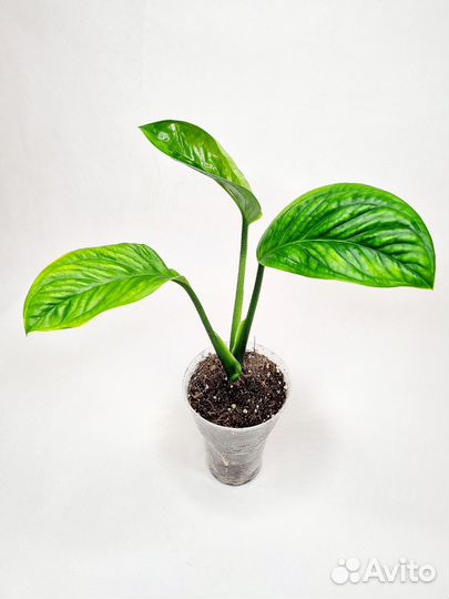 Монстера пиннатипартита