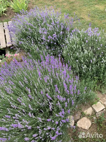 Лаванда