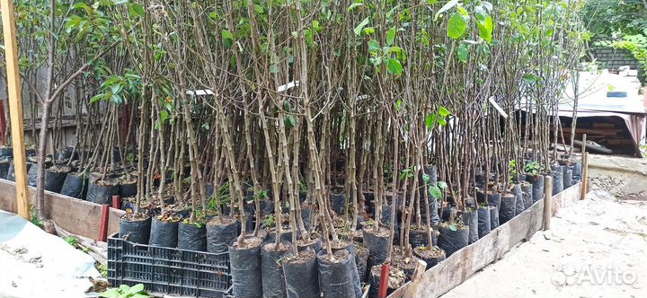 Саженцы плодовых деревьев, яблоки, слива