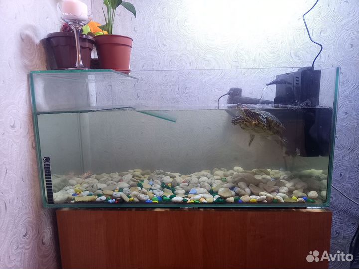 Аквариум для красноухой черепахи