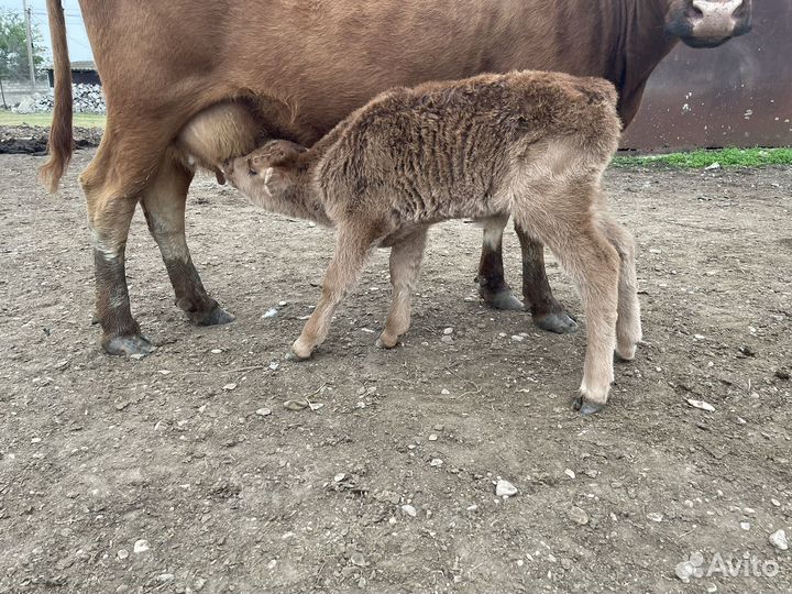 Бычки телята