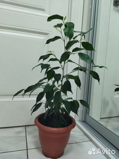Фикус Бенджамина 55см