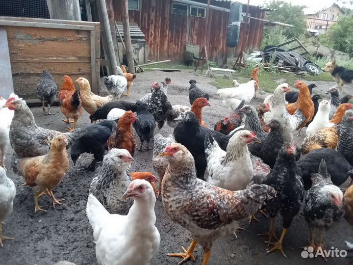 Куры молодки