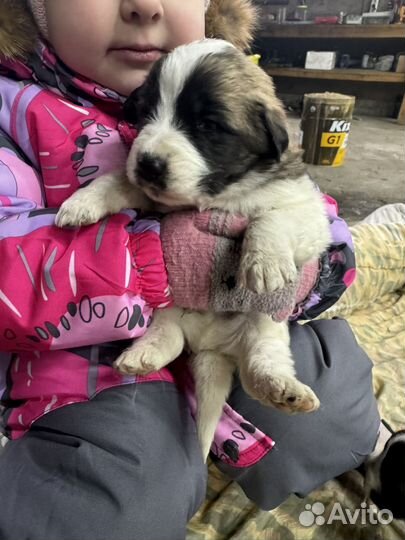 Московская сторожевая