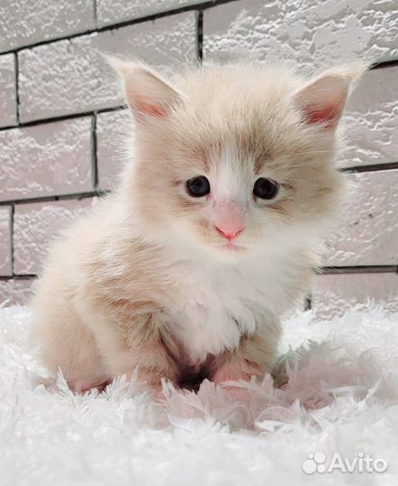 Котята мейн-кун