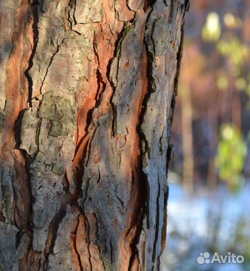 Кора сосновая для ланшафта с доставкой