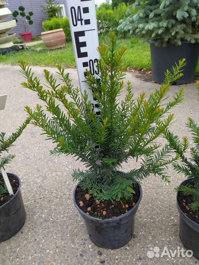 Тис ягодный