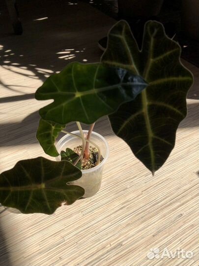 Алоказия Полли