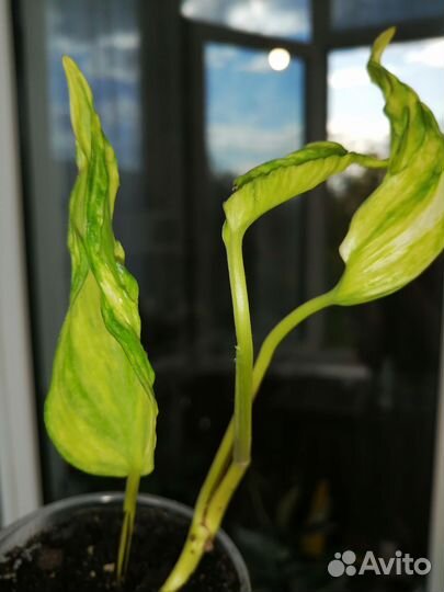 Эпипремнум Godzilla вариегатный