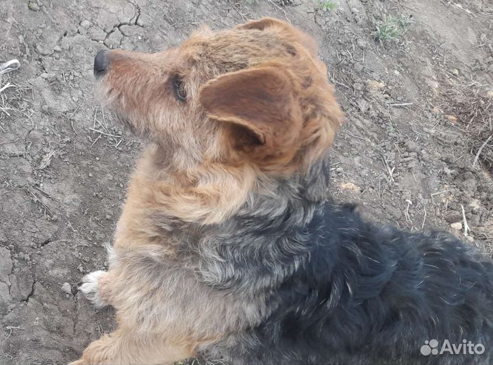 Щенки фокстерьер