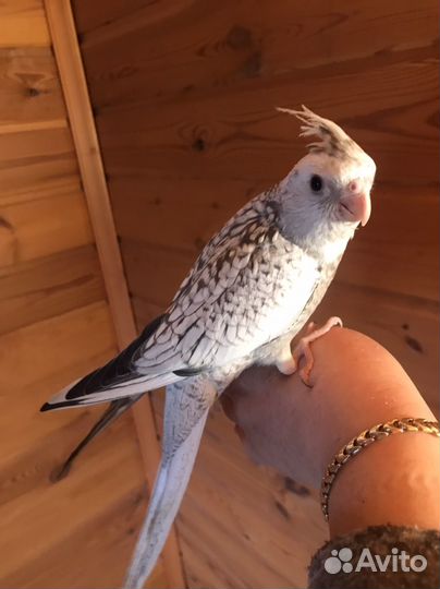 Птенец попугая карелла безщекий жемчужный