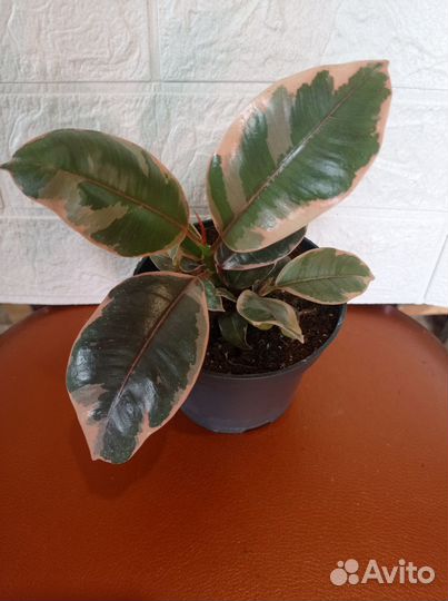 Цветы домашние