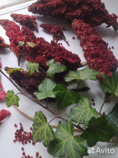 Семена сумаха