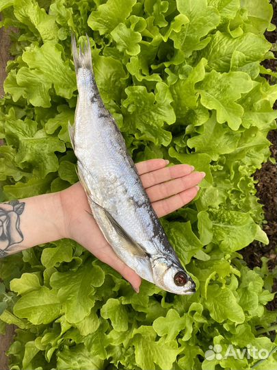 Вяленая чехонь рыба, горбуша, скумбрия, жерех