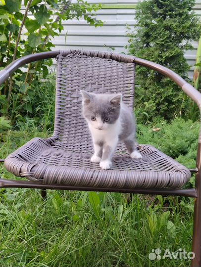 Отдам котенка