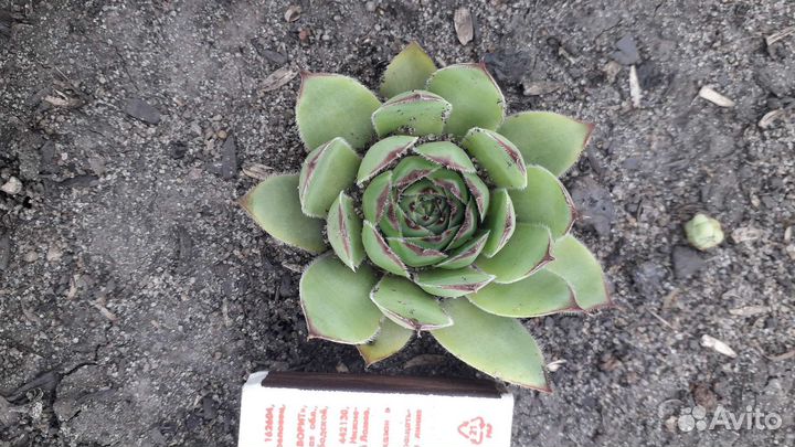 Молодило (каменная роза)