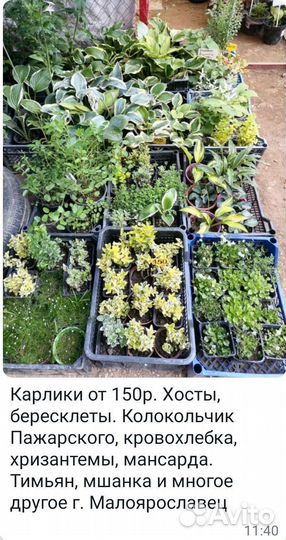 Хосты (разные сорта)