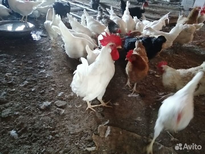 Молодые петухи