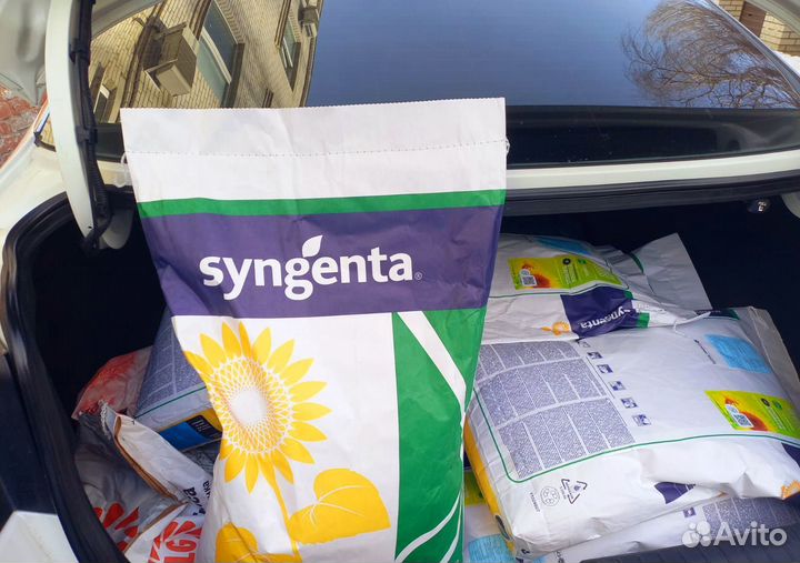 Семена подсолнечника