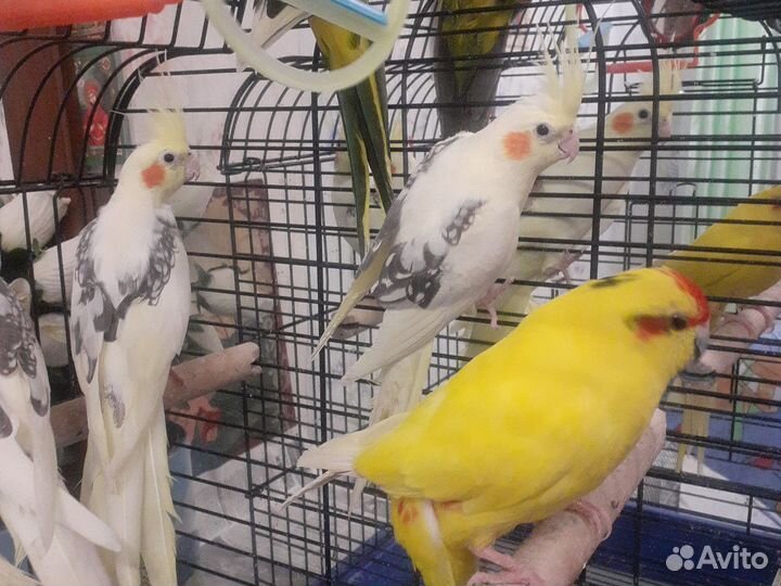 Попугай корелла птенец