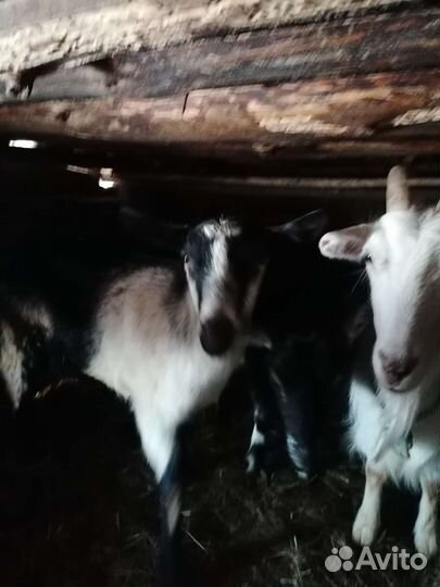 Козел альпийской, две козы