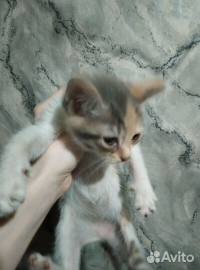 Кошка