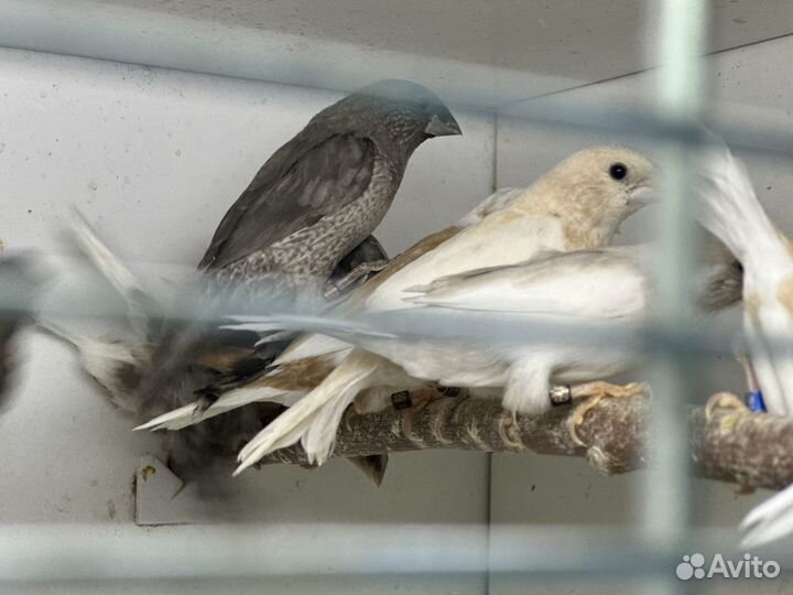 Японские амадины