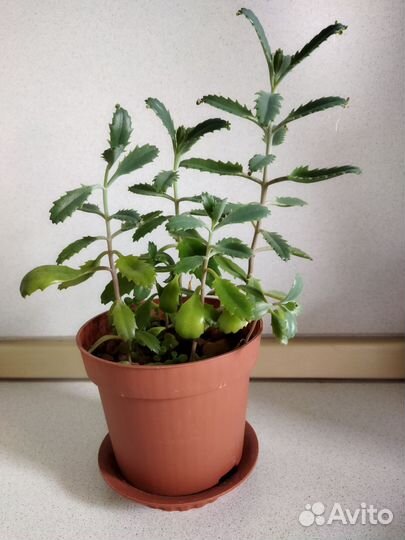 Комнатные растения