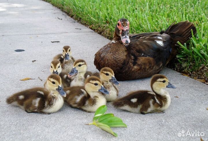 Индюки, индоутки