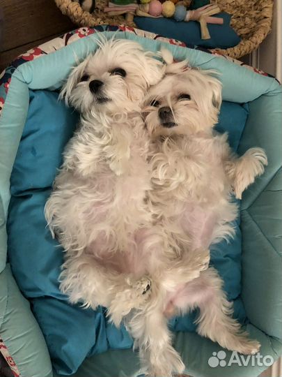 Выгул собак