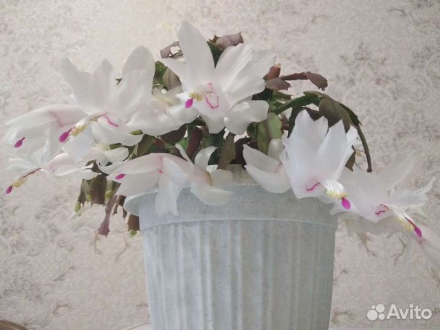 Декабрист белый