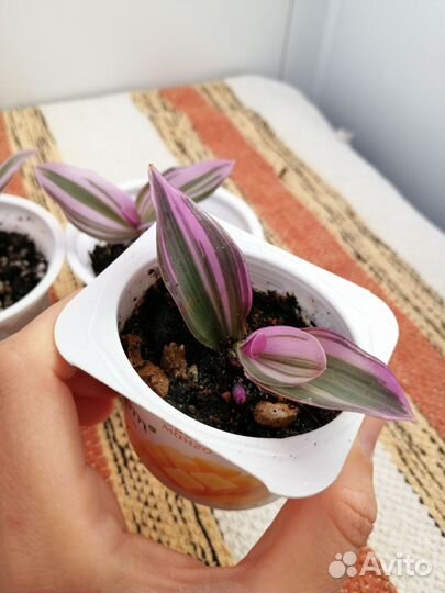 Традесканция нанук