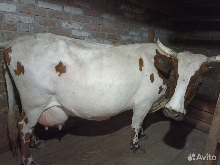 Айширская корова