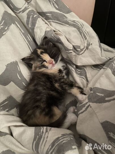 Кошечка в добрые и заботливые руки