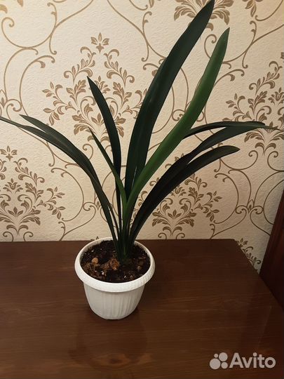 Комнатные цветы кливия,детки