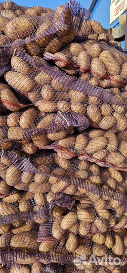 Картофель опт