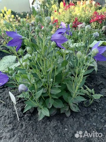 Семена. Платикидон синий и Прострел