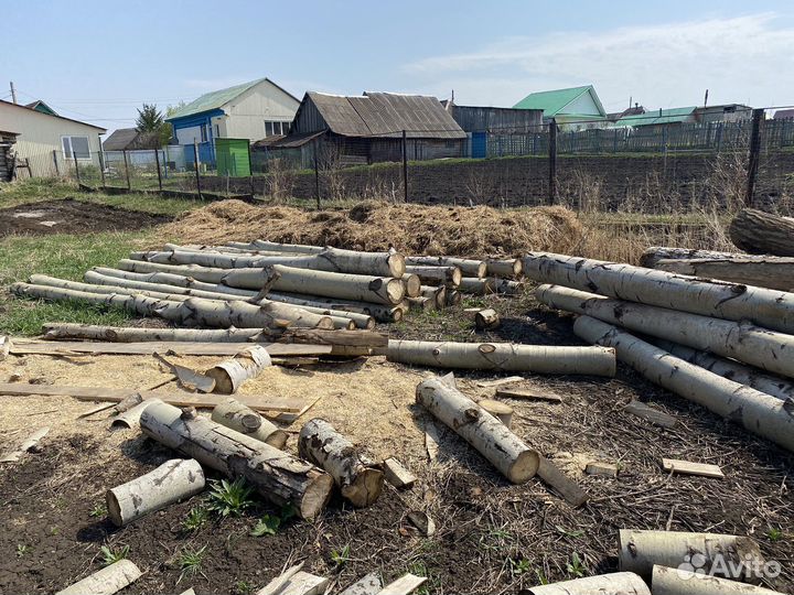 Осина кругляк