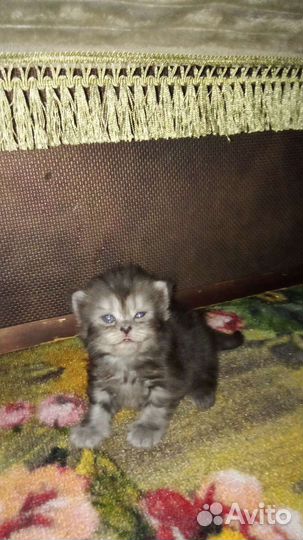 Британские котята