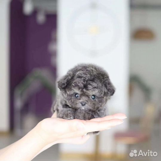 Той-пудель Мальтипу Микро из Кореи