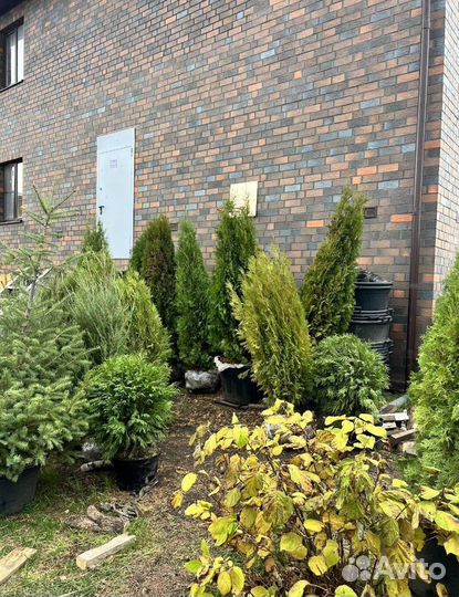 Можжевельник Блю Эрроу из питомника с доставкой