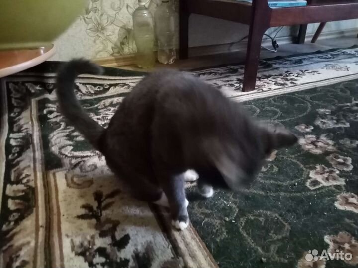 Кошка в дар